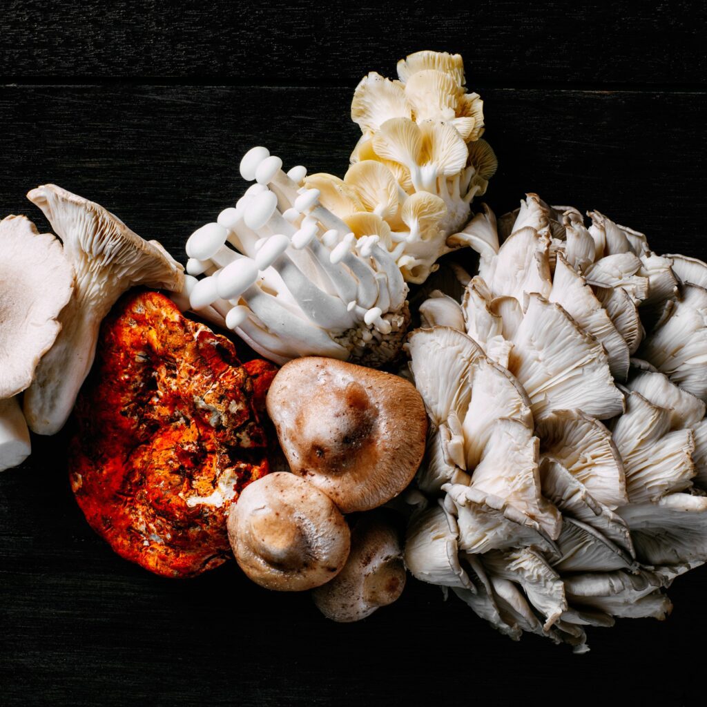 the magic of mushrooms diverse varieties and their culinary applications