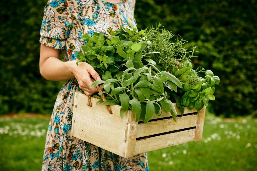 herb your enthusiasm how fresh herbs can transform your cooking