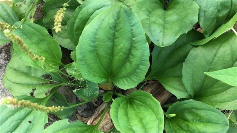 Ingredients for plantain leaf water