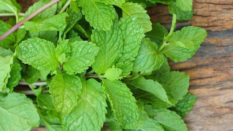 Mint leaves