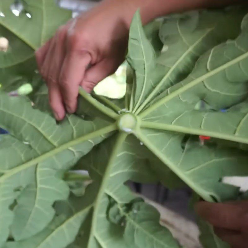 Step 2 Prepare papaya leaves Papaya leaves stir-fried with beef