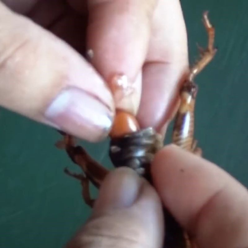 Step 2 Stuff peanuts into the cricket's abdomen Fried Crickets with Fish Sauce