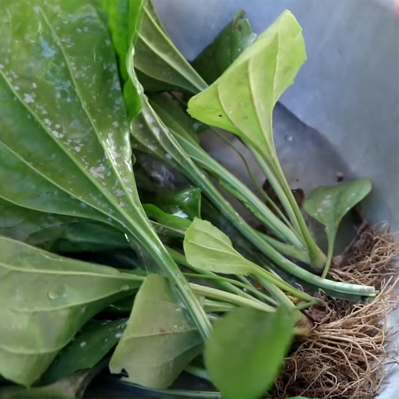 Step 1 Prepare plantain leaves for Plantain Leaf Water