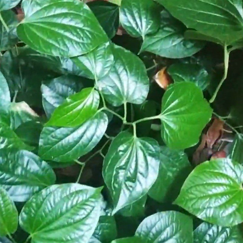 Step 2 Prepare the wild betel leaves for stir-fried pork with wild betel leaves