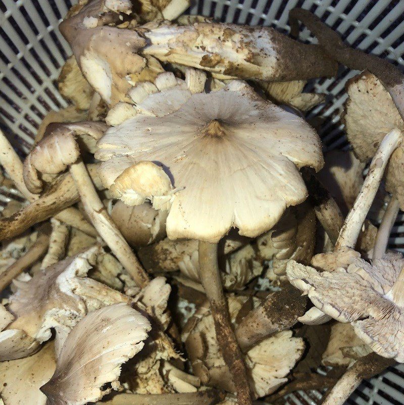 Step 1 Prepare the mushrooms for Stir-fried Rice Vermicelli