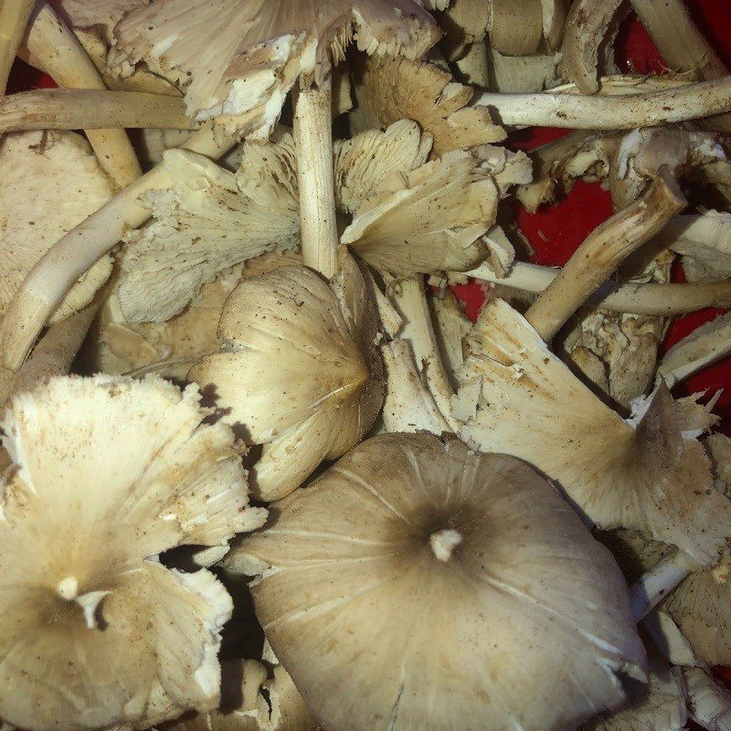 Step 1 Prepare the mushrooms for Stir-fried Rice Vermicelli