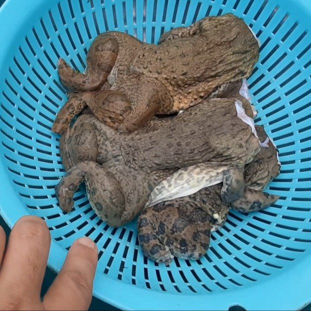 Step 1 Prepare the ingredients for Grilled Frog with Chao