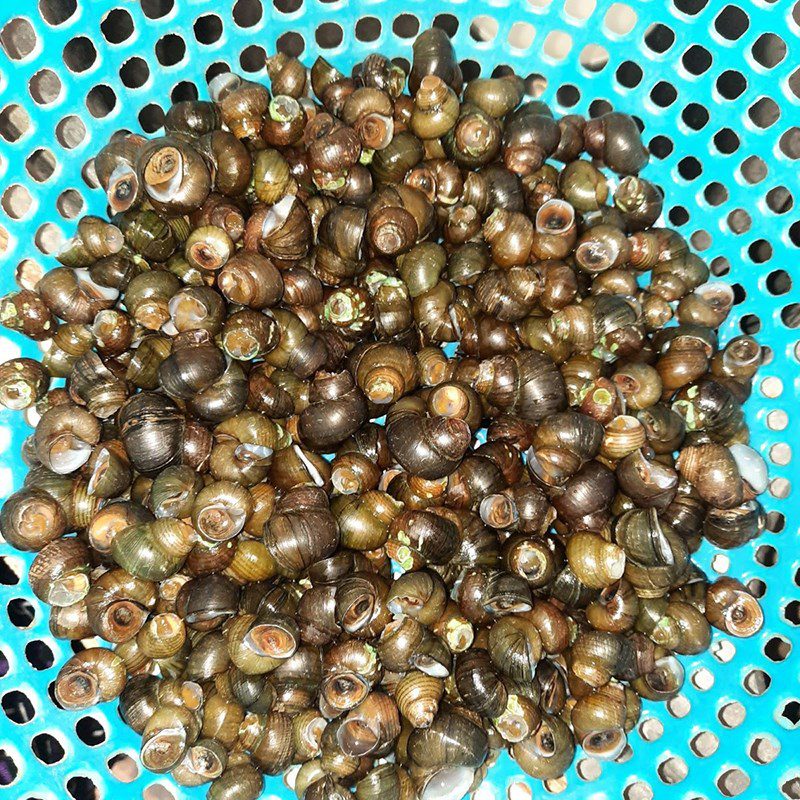 Step 1 Prepare rice snails Stir-fried rice snails with lemongrass and chili (recipe shared by a user)