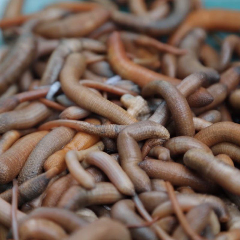 Step 1 Prepare the sandworm Stir-fried sandworm with garlic and celery