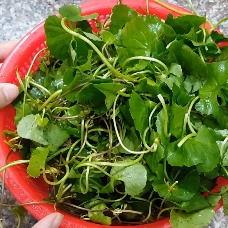 Step 1 Prepare and filter pennywort juice Pennywort with condensed milk