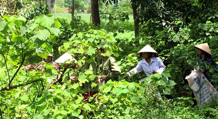 People picking medicinal leaves on the Duan Ngo holiday